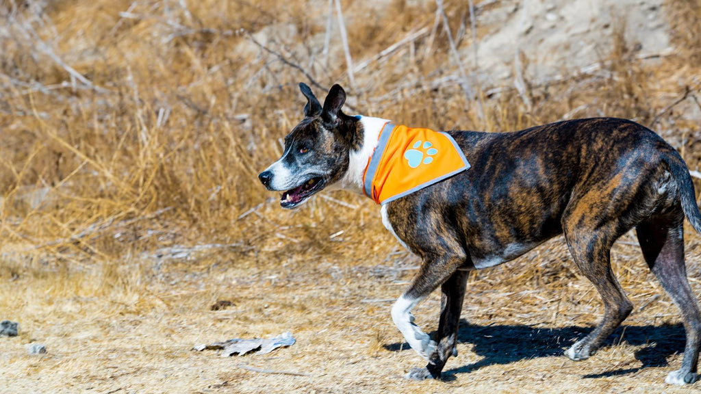 Orange Dog Bandana Neck Size 23 Inch L Size Hi Visibility Reflective Blaze