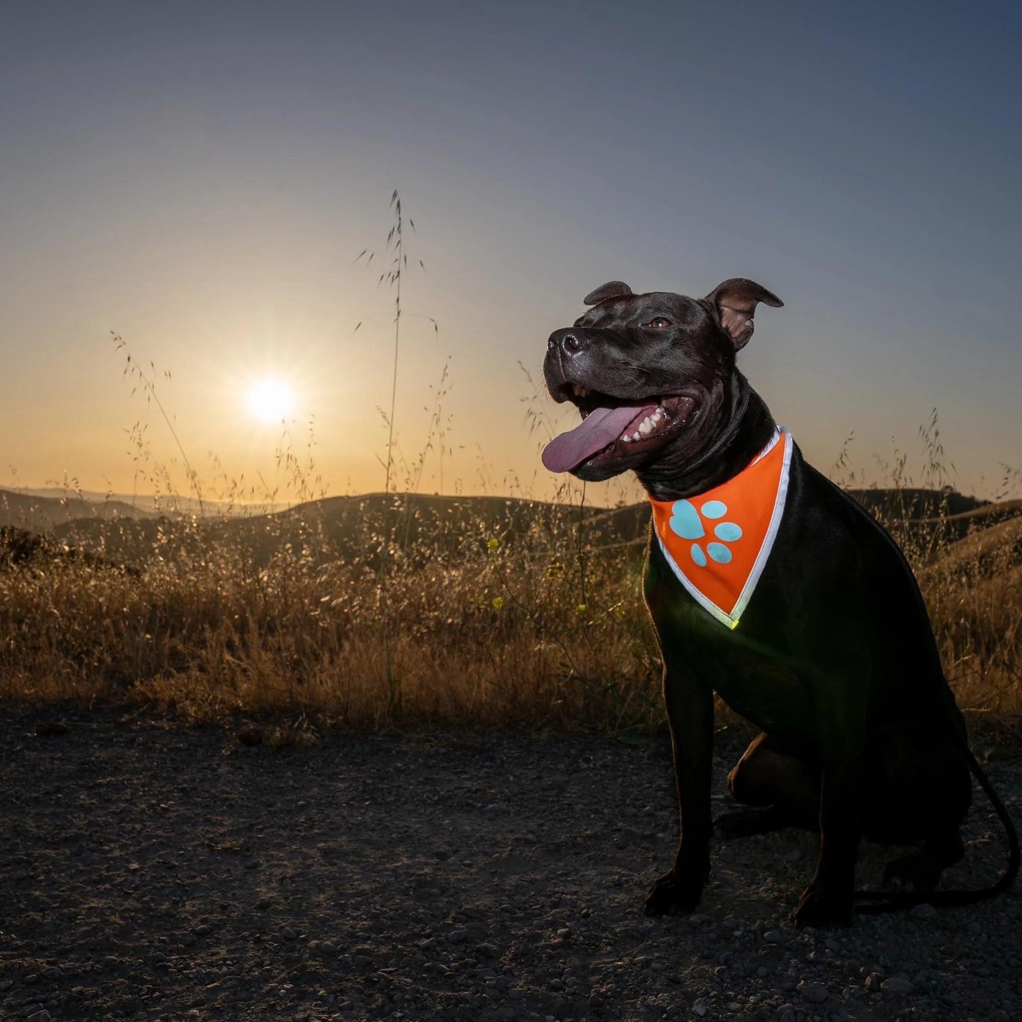 Orange Dog Bandana Neck Size 23 Inch L Size Hi Visibility Reflective Blaze